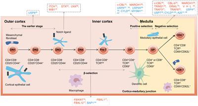 Protein ubiquitination in T cell development